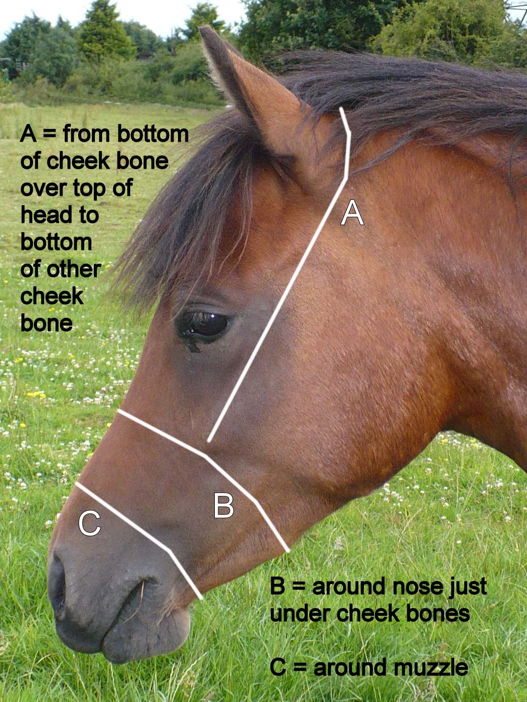 Measurements Head