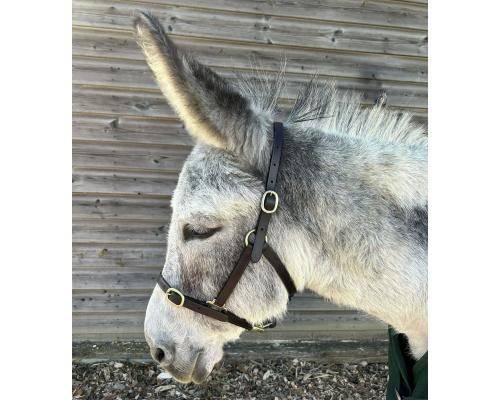 best_headcollar_xrs