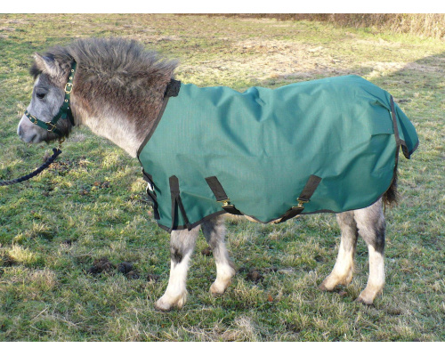 drclxdlw_foal_-_copy